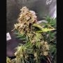 Northern Lights Auto Feminized Marijuana Strain by Female Seeds NL For Sale Online at Cannabis Seeds Outlet