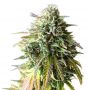 Girl Scout Jack Herer Fem Outlet Cannabis Seeds