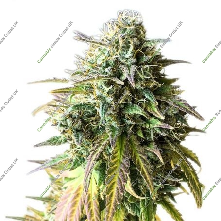 Girl Scout Jack Herer Feminized Marijuana Strain by Our Own Weed Breeders For Sale Online at Cannabis Seeds Outlet
