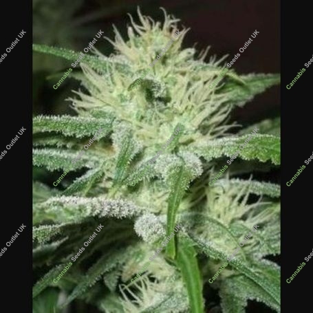 Speed Bud Auto Feminized Marijuana Strain by Female Seeds NL For Sale Online at Cannabis Seeds Outlet