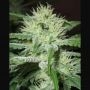 Speed Bud Auto Feminized Marijuana Strain by Female Seeds NL For Sale Online at Cannabis Seeds Outlet