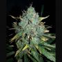 WW x Big Bud Auto Female Cannabis Seeds NL