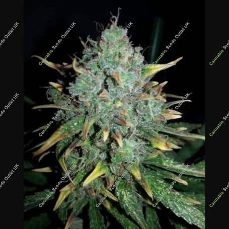 WW x Big Bud Auto Feminized Marijuana Strain by Female Seeds NL For Sale Online at Cannabis Seeds Outlet