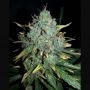 WW x Big Bud Auto Feminized Marijuana Strain by Female Seeds NL For Sale Online at Cannabis Seeds Outlet