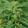 CBD Terra Italia 40:1 Cannabis Female Seeds NL