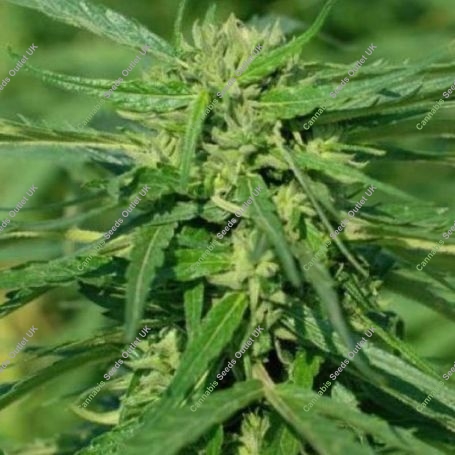 CBD Terra Italia 40:1 Marijuana Strain by Female Seeds NL For Sale Online at Cannabis Seeds Outlet