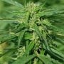 CBD Terra Italia 40:1 Marijuana Strain by Female Seeds NL For Sale Online at Cannabis Seeds Outlet