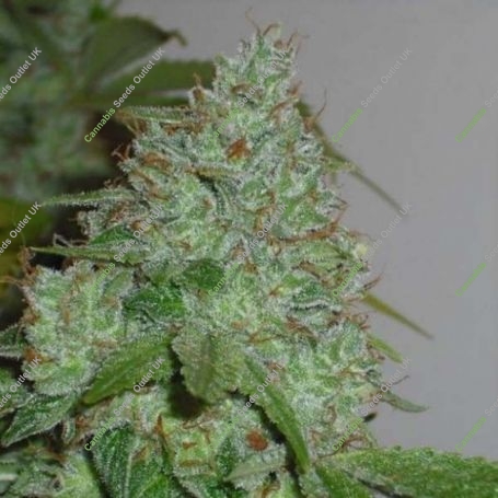 Chem OG Marijuana Strain by Female Seeds NL For Sale Online at Cannabis Seeds Outlet