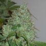 Chem OG Marijuana Strain by Female Seeds NL For Sale Online at Cannabis Seeds Outlet
