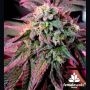Cherry Pie Marijuana Strain by Female Seeds NL For Sale Online at Cannabis Seeds Outlet