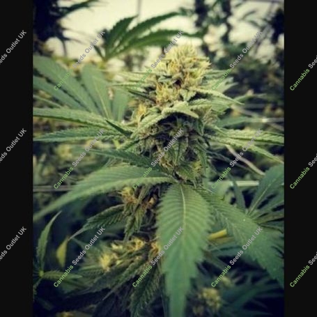 Critical Sour Marijuana Strain by Female Seeds NL For Sale Online at Cannabis Seeds Outlet