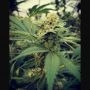 Critical Sour Marijuana Strain by Female Seeds NL For Sale Online at Cannabis Seeds Outlet