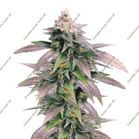 Dream Berry Marijuana Strain by Female Seeds NL For Sale Online at Cannabis Seeds Outlet