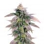 Dream Berry Marijuana Strain by Female Seeds NL For Sale Online at Cannabis Seeds Outlet