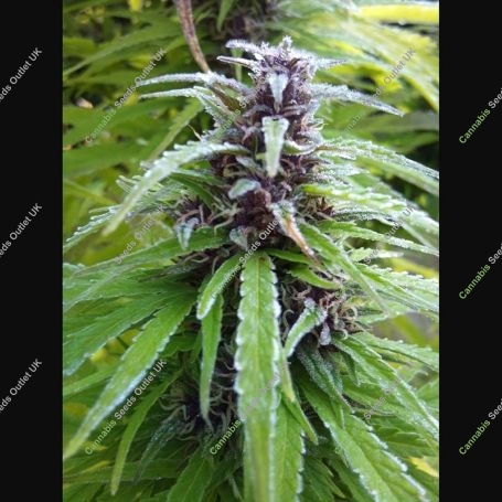 Easy Sativa Marijuana Strain by Female Seeds NL For Sale Online at Cannabis Seeds Outlet