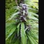Easy Sativa Marijuana Strain by Female Seeds NL For Sale Online at Cannabis Seeds Outlet