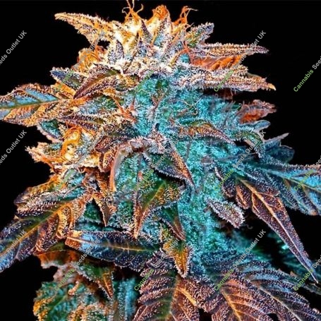 Gelato Marijuana Strain by Female Seeds NL For Sale Online at Cannabis Seeds Outlet
