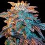 Gelato Marijuana Strain by Female Seeds NL For Sale Online at Cannabis Seeds Outlet