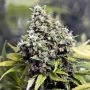 Grapefruit Marijuana Strain by Female Seeds NL For Sale Online at Cannabis Seeds Outlet