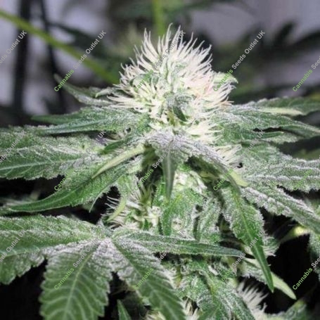 ICE Marijuana Strain by Female Seeds NL For Sale Online at Cannabis Seeds Outlet