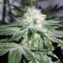 ICE Marijuana Strain by Female Seeds NL For Sale Online at Cannabis Seeds Outlet