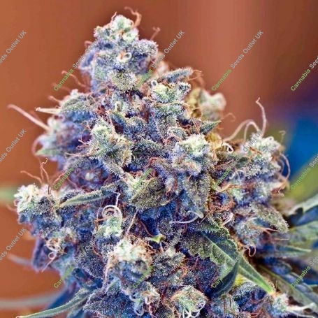 Iced Grapefruit Ganja Feminized Marijuana Strain by Female Seeds NL For Sale Online at Cannabis Seeds Outlet