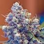Iced Grapefruit Ganja Feminized Marijuana Strain by Female Seeds NL For Sale Online at Cannabis Seeds Outlet