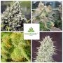 Indoor Mix Marijuana Strain by Female Seeds NL For Sale Online at Cannabis Seeds Outlet
