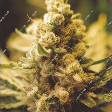 Lemon Kush Marijuana Strain by Female Seeds NL For Sale Online at Cannabis Seeds Outlet
