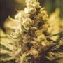 Lemon Kush Marijuana Strain by Female Seeds NL For Sale Online at Cannabis Seeds Outlet