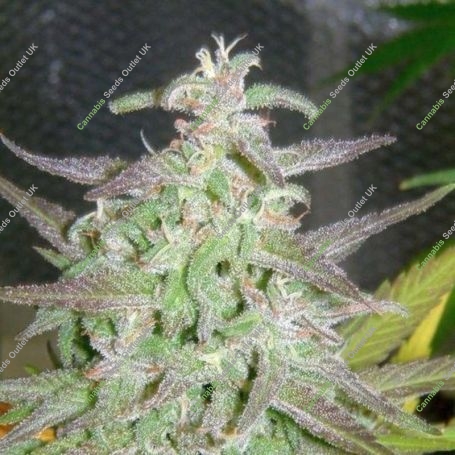 Maroc Marijuana Strain by Female Seeds NL For Sale Online at Cannabis Seeds Outlet