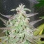 Maroc Marijuana Strain by Female Seeds NL For Sale Online at Cannabis Seeds Outlet