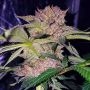 Mimosa Champagne Marijuana Strain by Female Seeds NL For Sale Online at Cannabis Seeds Outlet