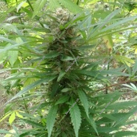 Outdoor Grapefruit Marijuana Strain by Female Seeds NL For Sale Online at Cannabis Seeds Outlet