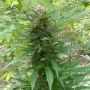 Outdoor Grapefruit Marijuana Strain by Female Seeds NL For Sale Online at Cannabis Seeds Outlet