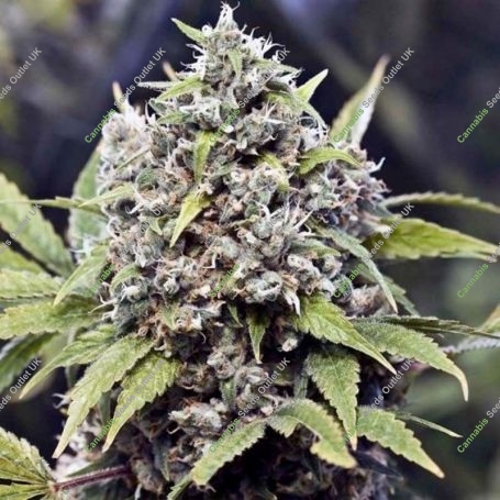 Pure AK Marijuana Strain by Female Seeds NL For Sale Online at Cannabis Seeds Outlet