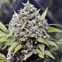 Pure AK Marijuana Strain by Female Seeds NL For Sale Online at Cannabis Seeds Outlet