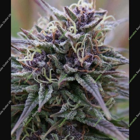 Purple Maroc Ganja Feminized Marijuana Strain by Female Seeds NL For Sale Online at Cannabis Seeds Outlet