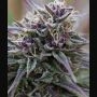 Purple Maroc Ganja Feminized Marijuana Strain by Female Seeds NL For Sale Online at Cannabis Seeds Outlet