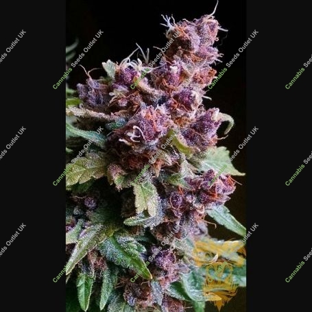 Red Purps Marijuana Strain by Female Seeds NL For Sale Online at Cannabis Seeds Outlet