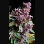 Red Purps Marijuana Strain by Female Seeds NL For Sale Online at Cannabis Seeds Outlet