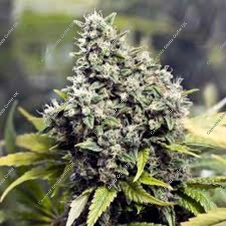 SexBud Marijuana Strain by Female Seeds NL For Sale Online at Cannabis Seeds Outlet