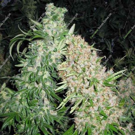 Skunk Special Ganja Feminized Marijuana Strain by Female Seeds NL For Sale Online at Cannabis Seeds Outlet