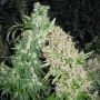 Skunk Special Ganja Feminized Marijuana Strain by Female Seeds NL For Sale Online at Cannabis Seeds Outlet