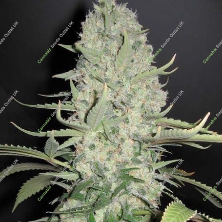 WW x Big Bud Ganja Feminized Marijuana Strain by Female Seeds NL For Sale Online at Cannabis Seeds Outlet