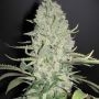 WW x Big Bud Ganja Feminized Marijuana Strain by Female Seeds NL For Sale Online at Cannabis Seeds Outlet