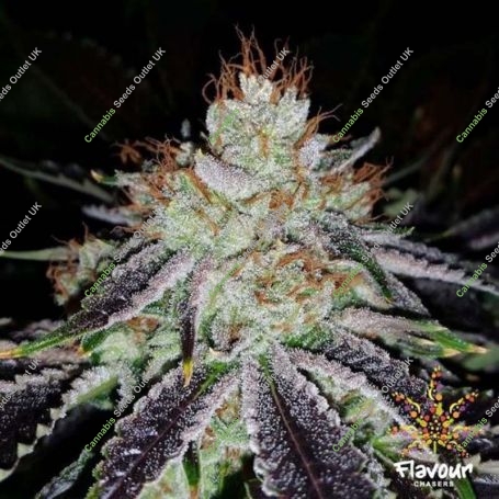 Alien Abduction Feminized Marijuana Strain by Flavour Chasers For Sale Online at Cannabis Seeds Outlet