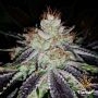 Alien Abduction Feminized Marijuana Strain by Flavour Chasers For Sale Online at Cannabis Seeds Outlet