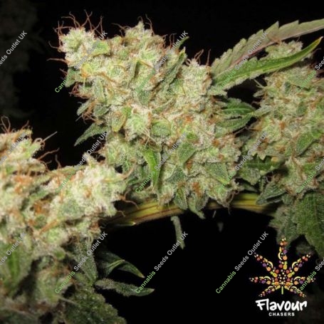 Alien Glue Feminized Marijuana Strain by Flavour Chasers For Sale Online at Cannabis Seeds Outlet