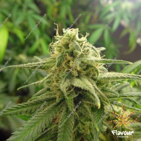 Banana OG Feminized Marijuana Strain by Flavour Chasers For Sale Online at Cannabis Seeds Outlet